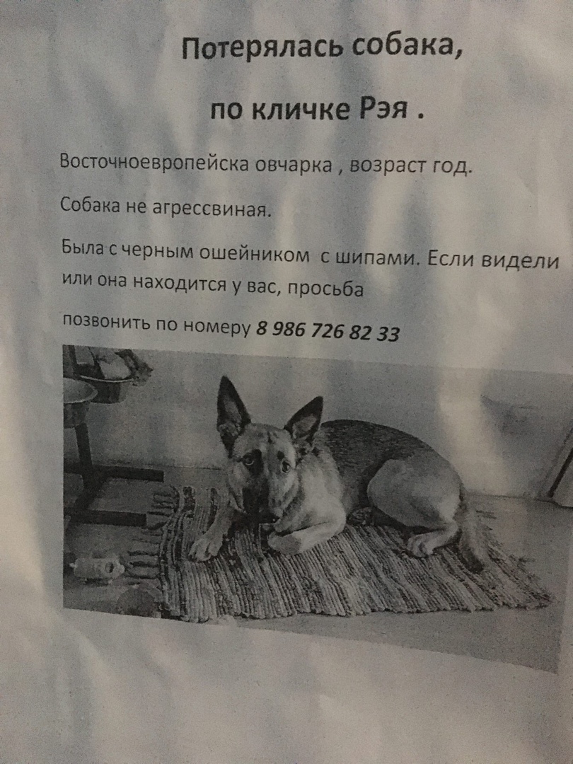 Пропала собака ярославль. Пропала собака по кличке. Чернобыль пропала собака. «Потерялась собака» Печерск. Пропала собака по кличке текст.